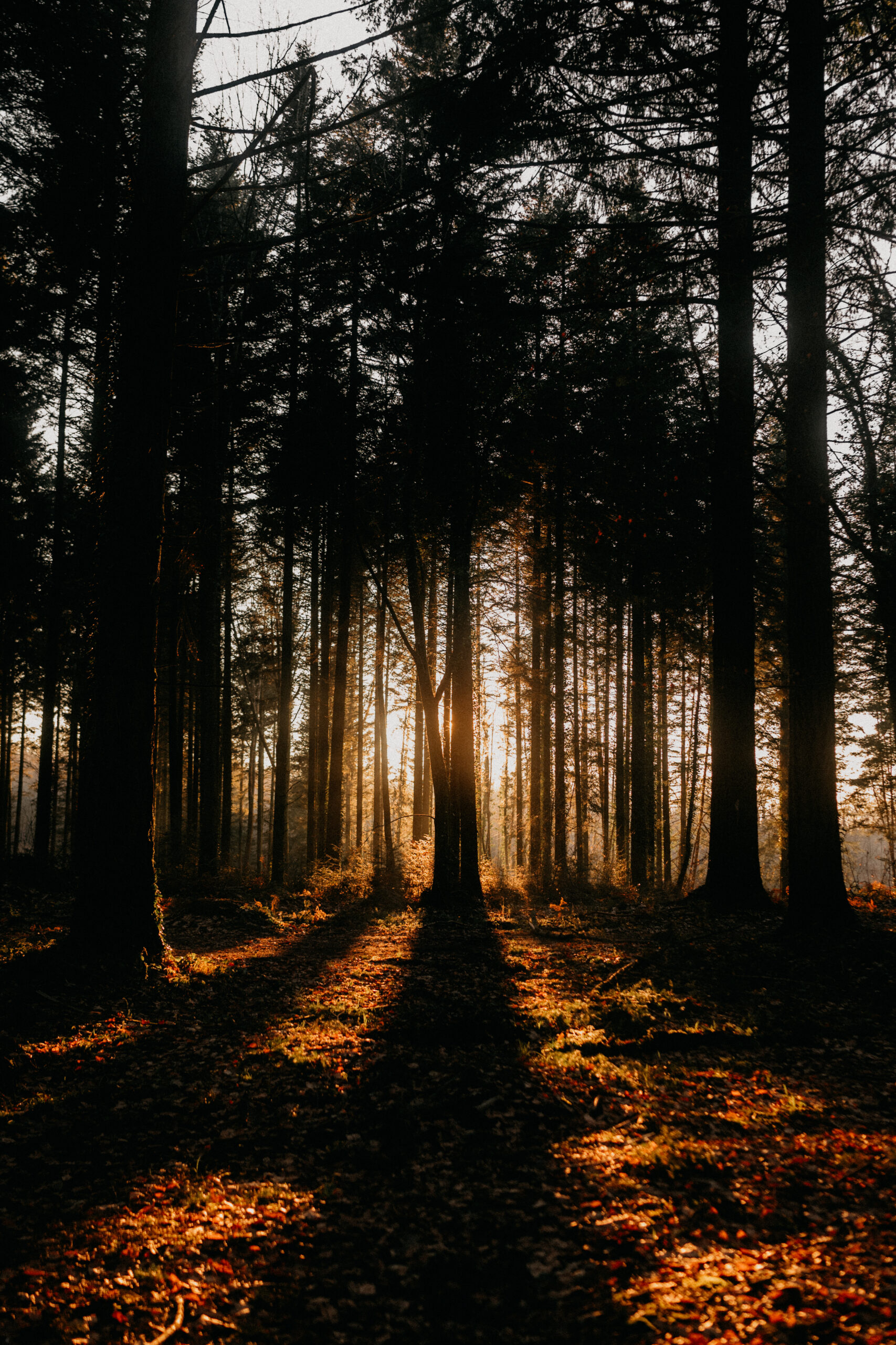 Formation photographe Limoges